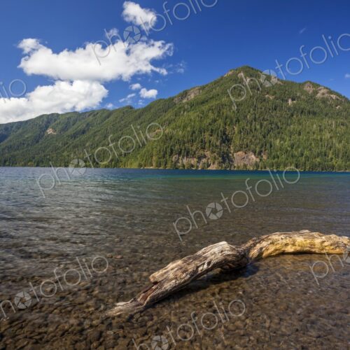 Driftwood resting in the shallow waters of Lake Crescent with forested mountains in…