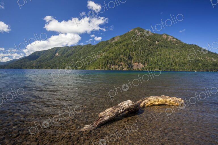Driftwood resting in the shallow waters of Lake Crescent with forested mountains in…