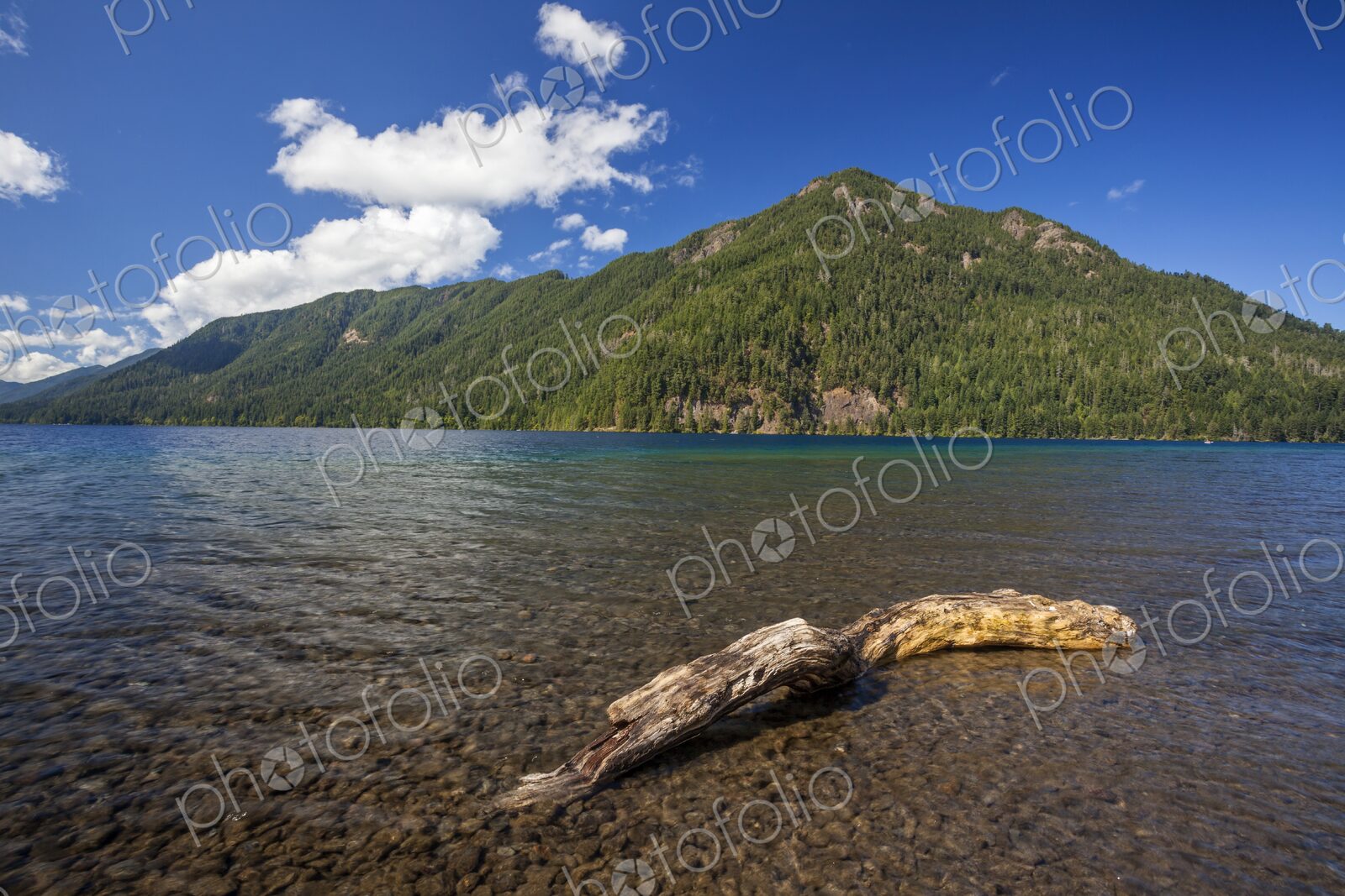 Driftwood resting in the shallow waters of Lake Crescent with forested mountains in…