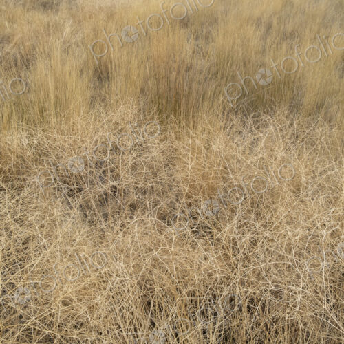 Dry meadow grasses, seedheads and sagebrush in autumn, surface view.