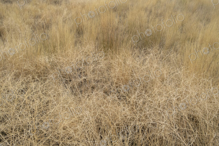 Dry meadow grasses, seedheads and sagebrush in autumn, surface view.