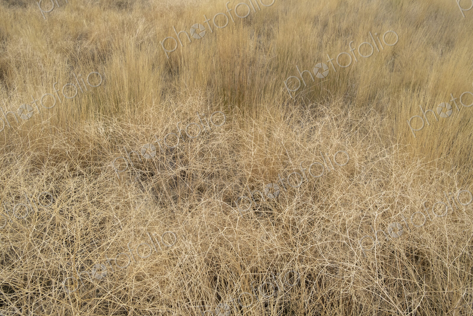 Dry meadow grasses, seedheads and sagebrush in autumn, surface view.