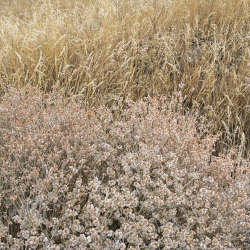 Dry meadow grasses, seedheads and sagebrush in autumn, surface view.