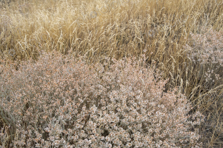 Dry meadow grasses, seedheads and sagebrush in autumn, surface view.