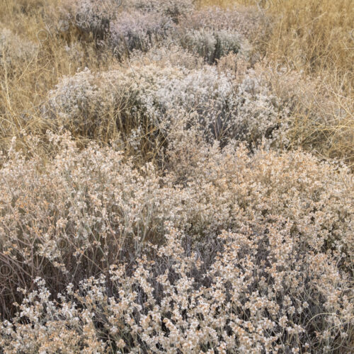 Dry meadow grasses, seedheads and sagebrush in autumn, surface view.