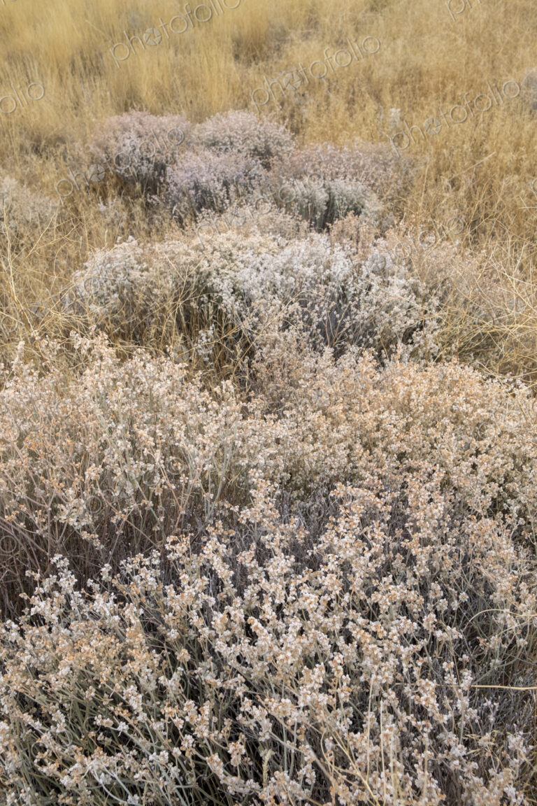Dry meadow grasses, seedheads and sagebrush in autumn, surface view.