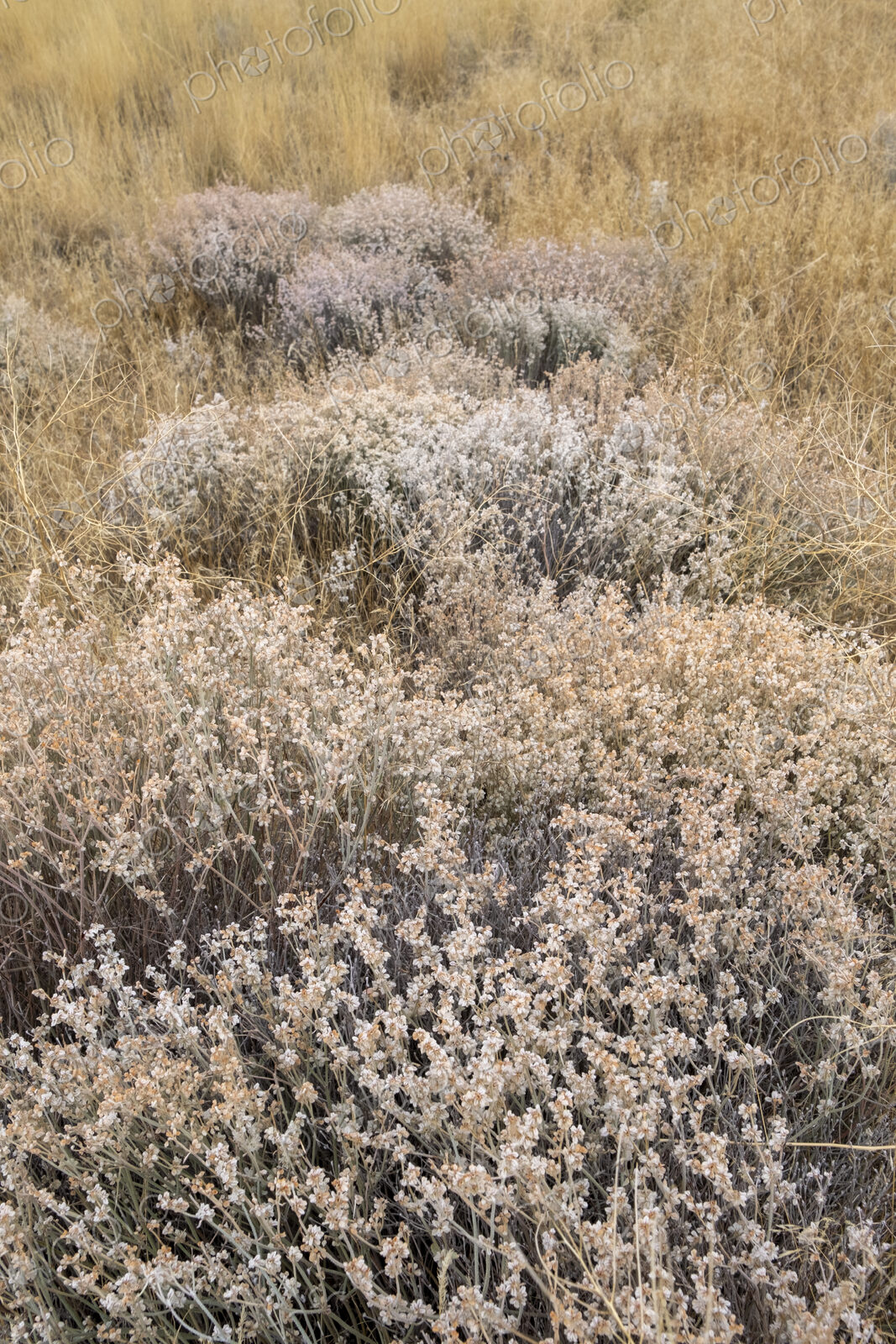 Dry meadow grasses, seedheads and sagebrush in autumn, surface view.