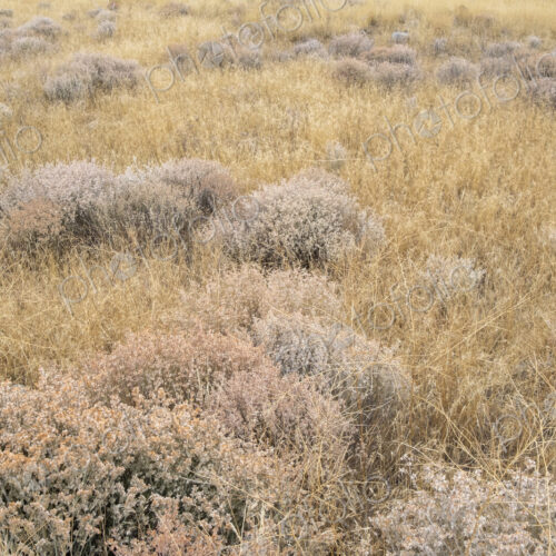 Dry meadow grasses, seedheads and sagebrush in autumn, surface view.