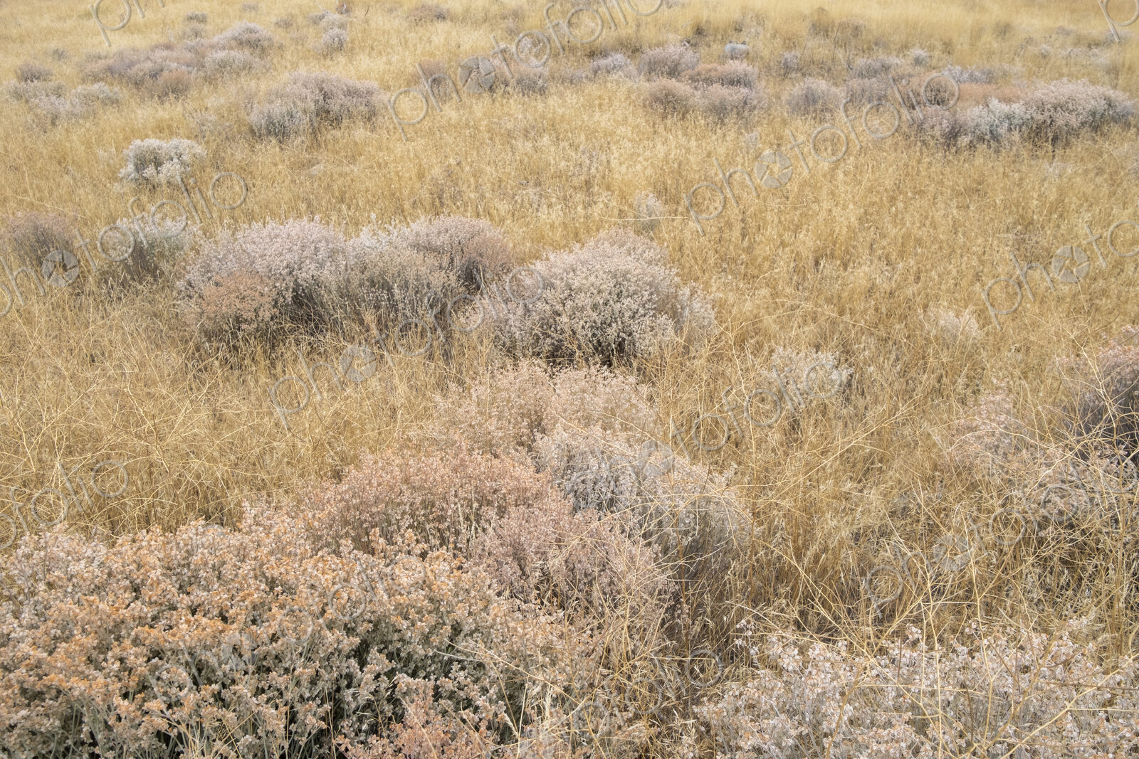 Dry meadow grasses, seedheads and sagebrush in autumn, surface view.
