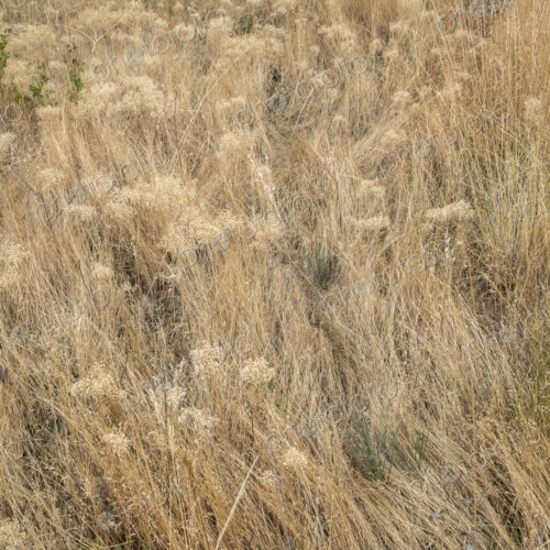 Dry meadow grasses, seedheads and sagebrush in autumn, surface view.