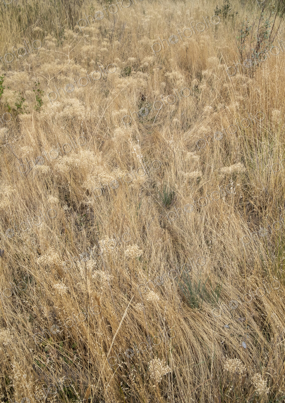 Dry meadow grasses, seedheads and sagebrush in autumn, surface view.