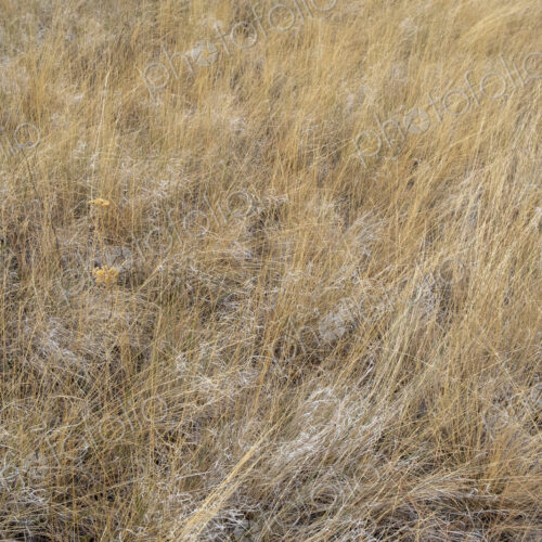 Dry meadow grasses, seedheads and sagebrush in autumn, surface view.