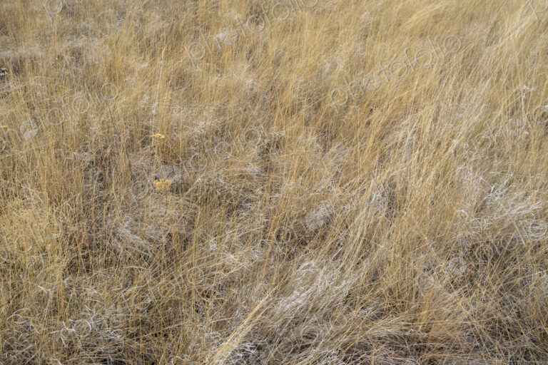 Dry meadow grasses, seedheads and sagebrush in autumn, surface view.