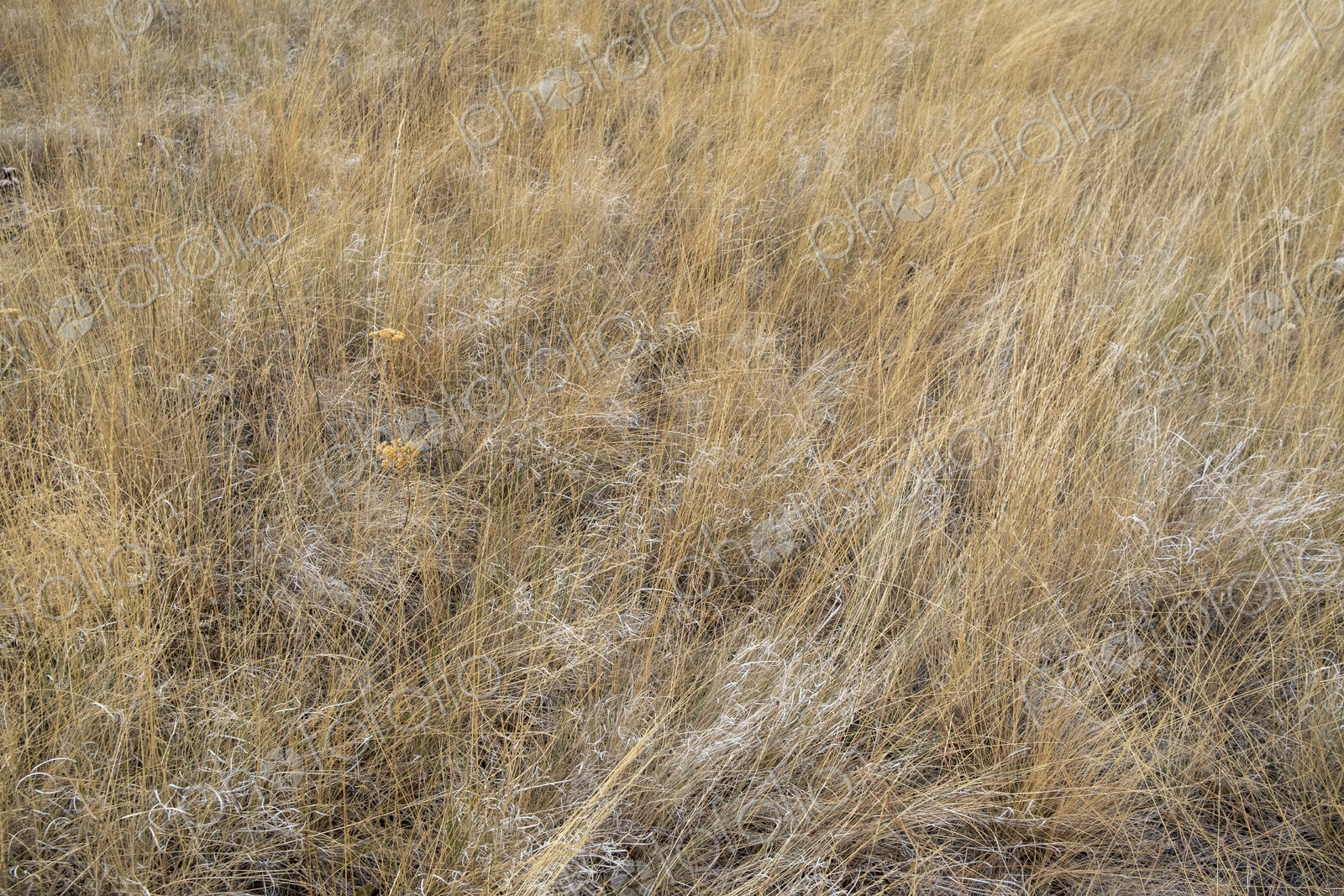 Dry meadow grasses, seedheads and sagebrush in autumn, surface view.