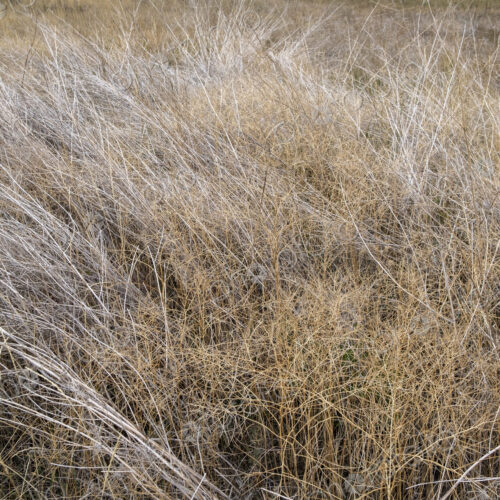 Dry meadow grasses, seedheads and sagebrush in autumn, surface view.