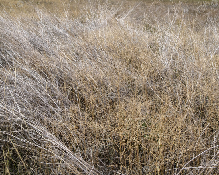 Dry meadow grasses, seedheads and sagebrush in autumn, surface view.