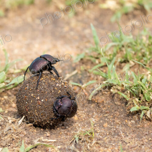 Dung beetles, Coleoptera, on a ball of dung. Dung beetles, Coleoptera, on a ball of dung.
