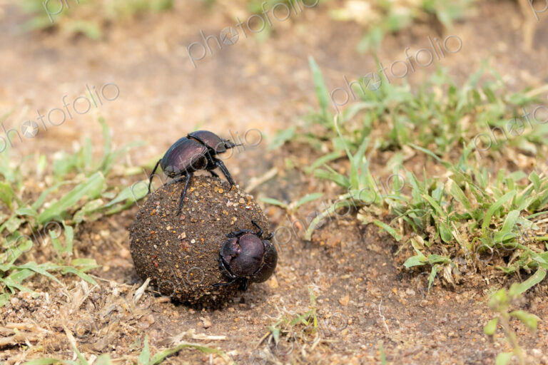 Dung beetles, Coleoptera, on a ball of dung.