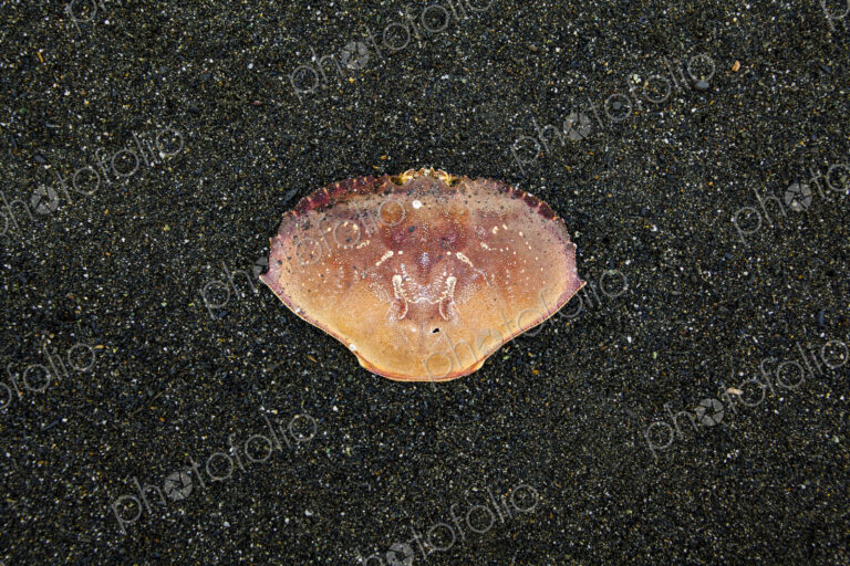 Dungeness Crab, (Metacarcinus magister), on a black background, the shell and markings.