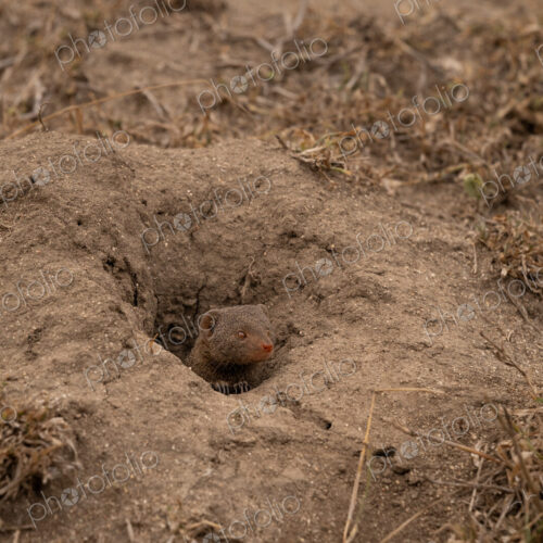 Dwarf mongoose, Helogale parvula, peaking out from den. Dwarf mongoose, Helogale parvula, peaking out from den.