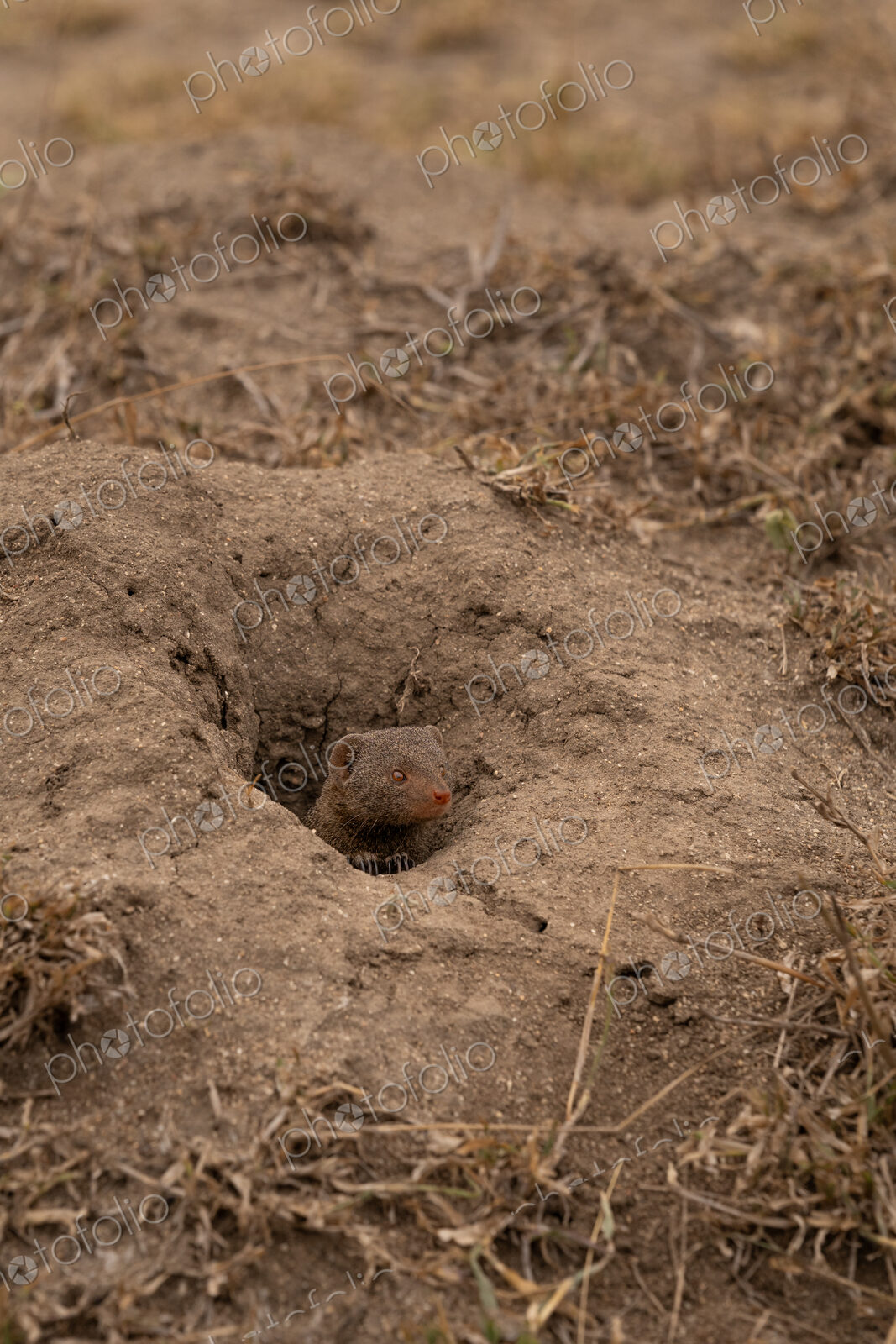 Dwarf mongoose, Helogale parvula, peaking out from den.