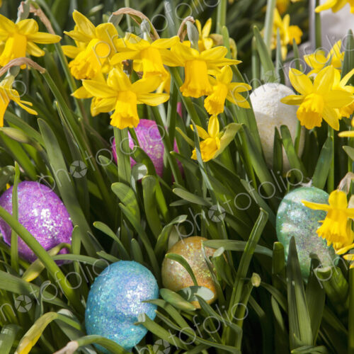 Easter eggs hidden among small flowering daffodils.