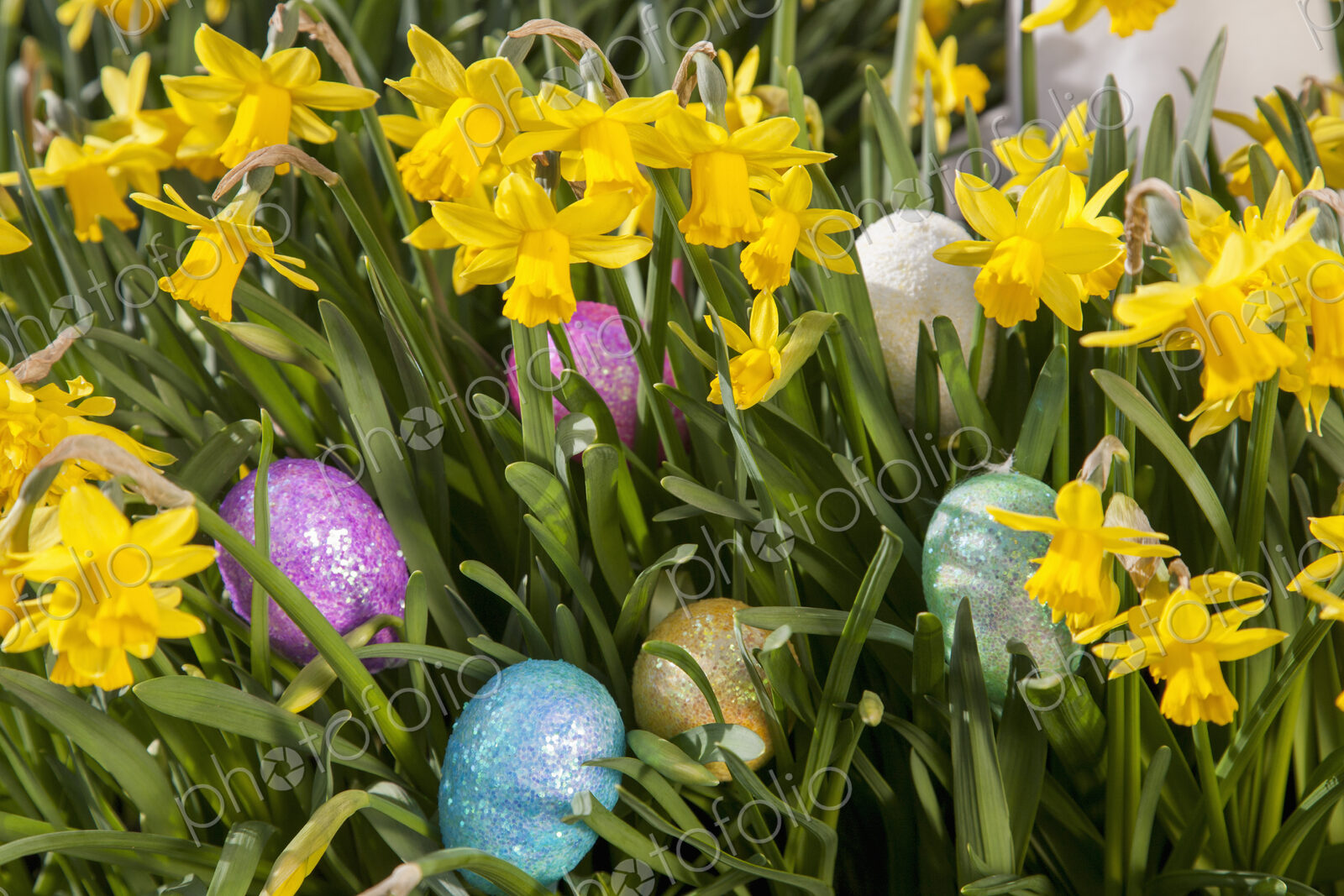 Easter eggs hidden among small flowering daffodils.