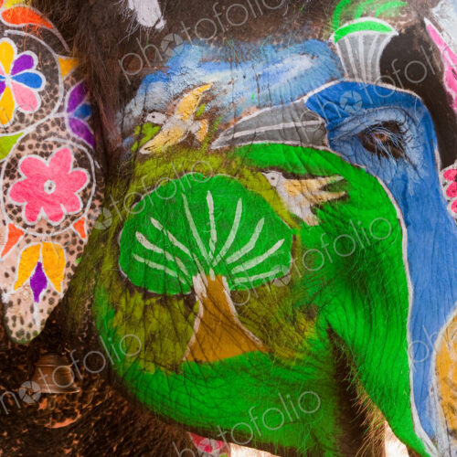 Elaborately adorned elephants during Holi, the Hindu festival of colors, in Jaipur,…