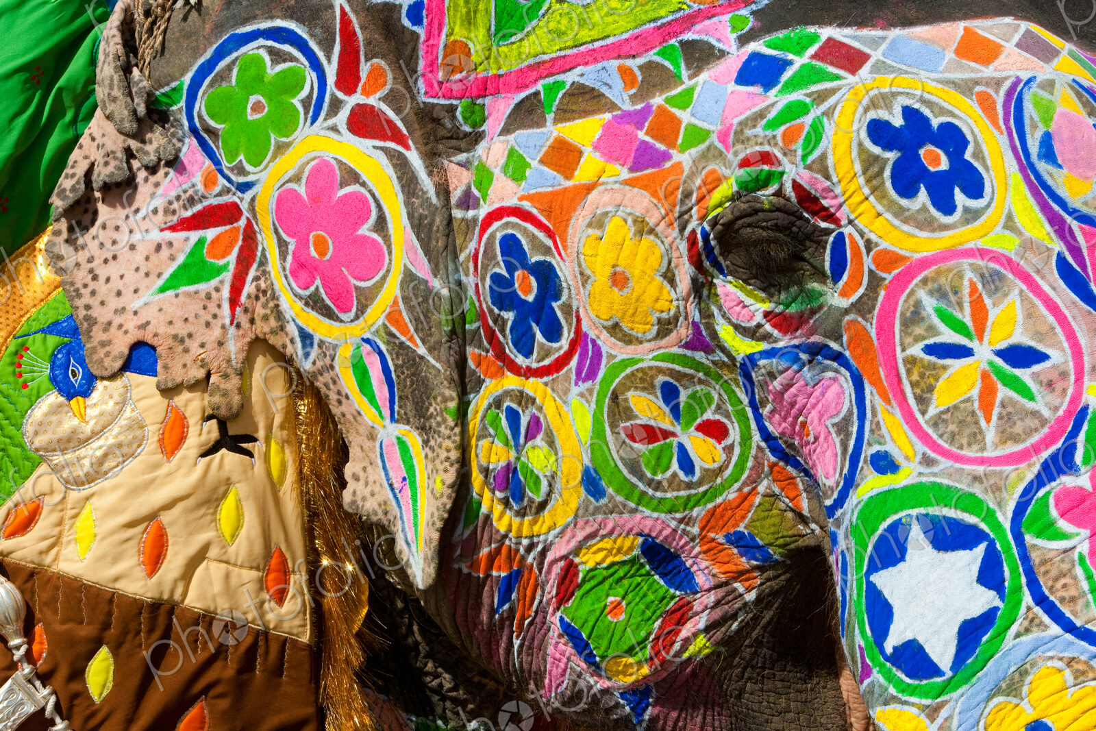 Elaborately adorned elephants during Holi, the Hindu festival of colors, in Jaipur,…