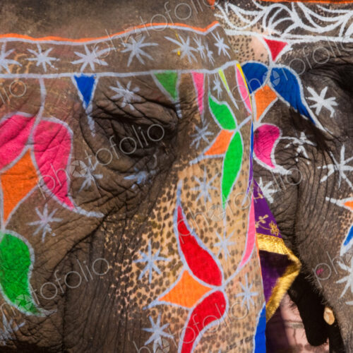 Elaborately adorned elephants during Holi, the Hindu festival of colors, in Jaipur,… Elaborately adorned elephants during Holi, the Hindu festival of colors, in Jaipur,…