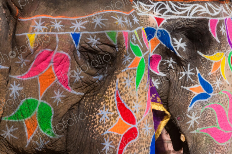 Elaborately adorned elephants during Holi, the Hindu festival of colors, in Jaipur,…