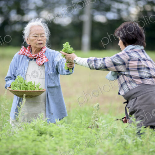 Elderly woman with grey hair and woman wearing checkered shirt standing in a garden,… Elderly woman with grey hair and woman wearing checkered shirt standing in a garden,…