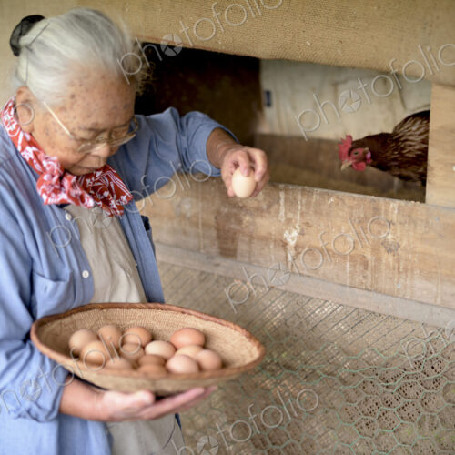 Elderly woman with grey hair standing in a chicken house, holding basket, collecting… Elderly woman with grey hair standing in a chicken house, holding basket, collecting…
