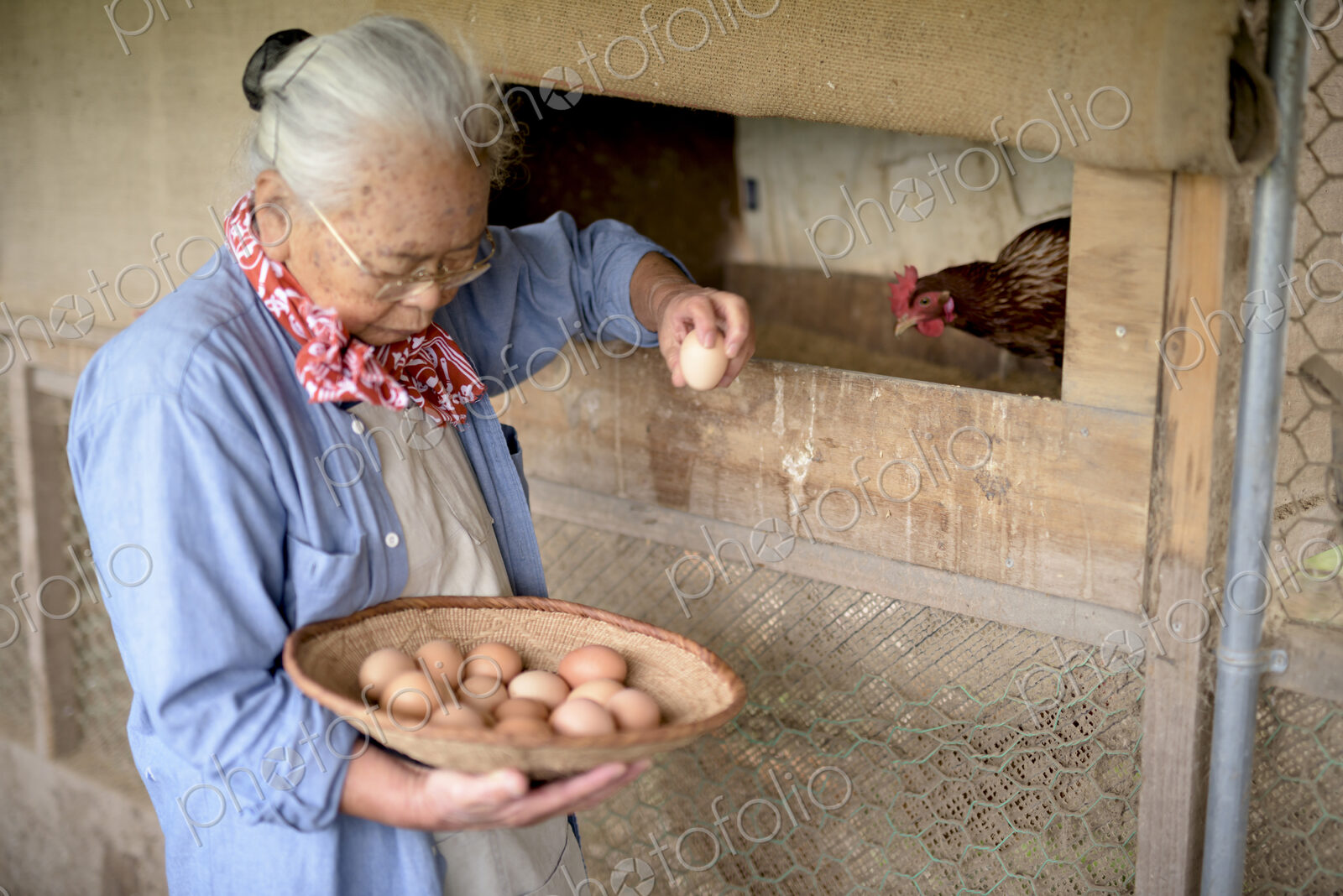 Elderly woman with grey hair standing in a chicken house, holding basket, collecting…