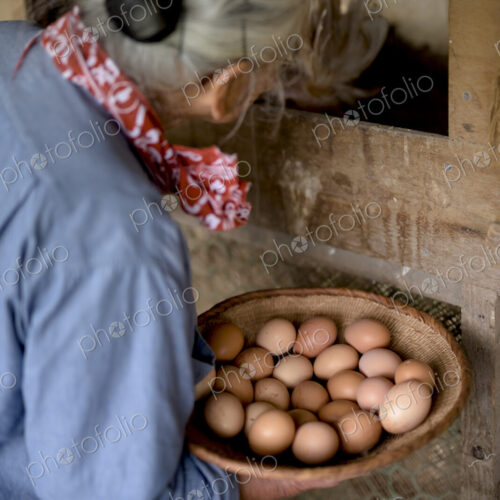Elderly woman with grey hair standing in a chicken house, holding basket, collecting… Elderly woman with grey hair standing in a chicken house, holding basket, collecting…