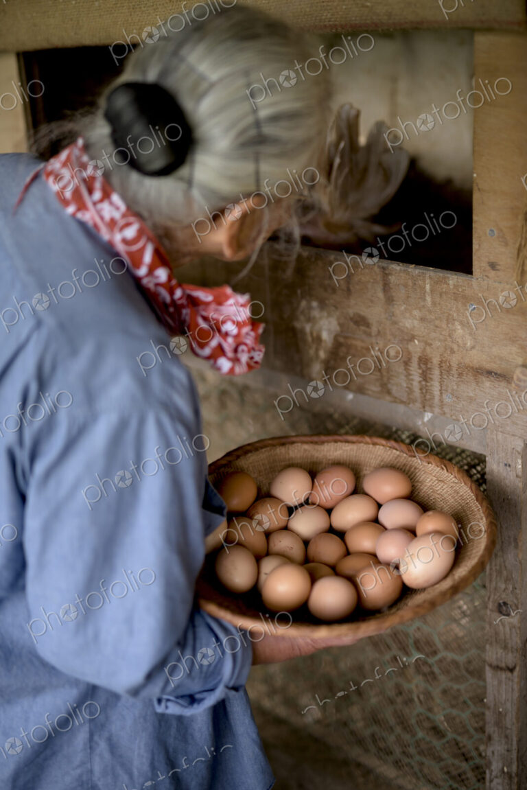 Elderly woman with grey hair standing in a chicken house, holding basket, collecting…