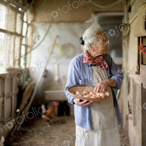 Elderly woman with grey hair standing in a chicken house, holding basket, collecting…