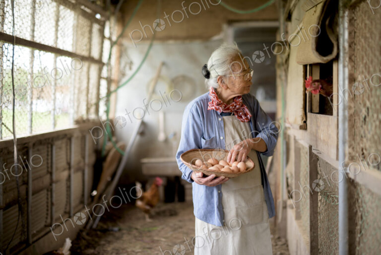 Elderly woman with grey hair standing in a chicken house, holding basket, collecting…