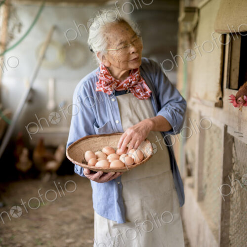 Elderly woman with grey hair standing in a chicken house, holding basket, collecting…