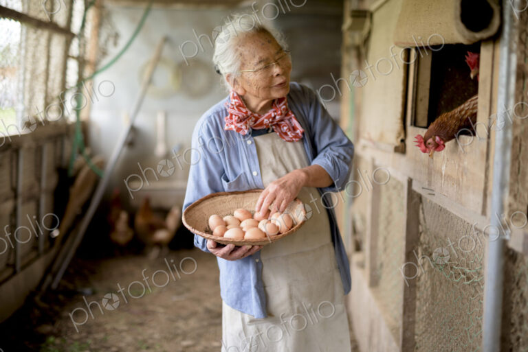 Elderly woman with grey hair standing in a chicken house, holding basket, collecting…