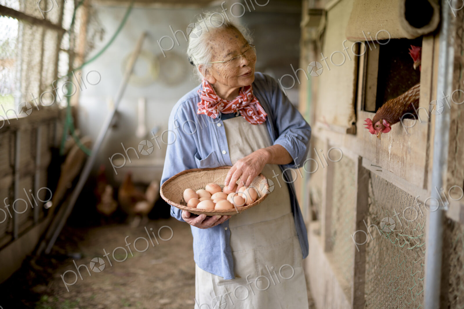 Elderly woman with grey hair standing in a chicken house, holding basket, collecting…