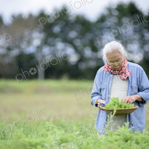 Elderly woman with grey hair standing in a garden, holding basket with fresh…