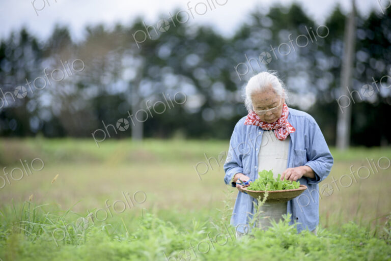Elderly woman with grey hair standing in a garden, holding basket with fresh…