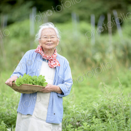 Elderly woman with grey hair standing in a garden, holding basket with fresh…