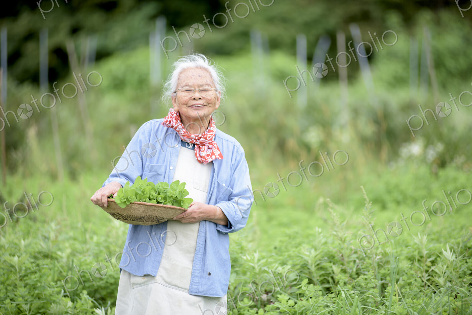 Elderly woman with grey hair standing in a garden, holding basket with fresh…