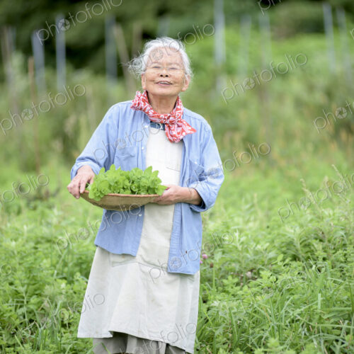 Elderly woman with grey hair standing in a garden, holding basket with fresh…