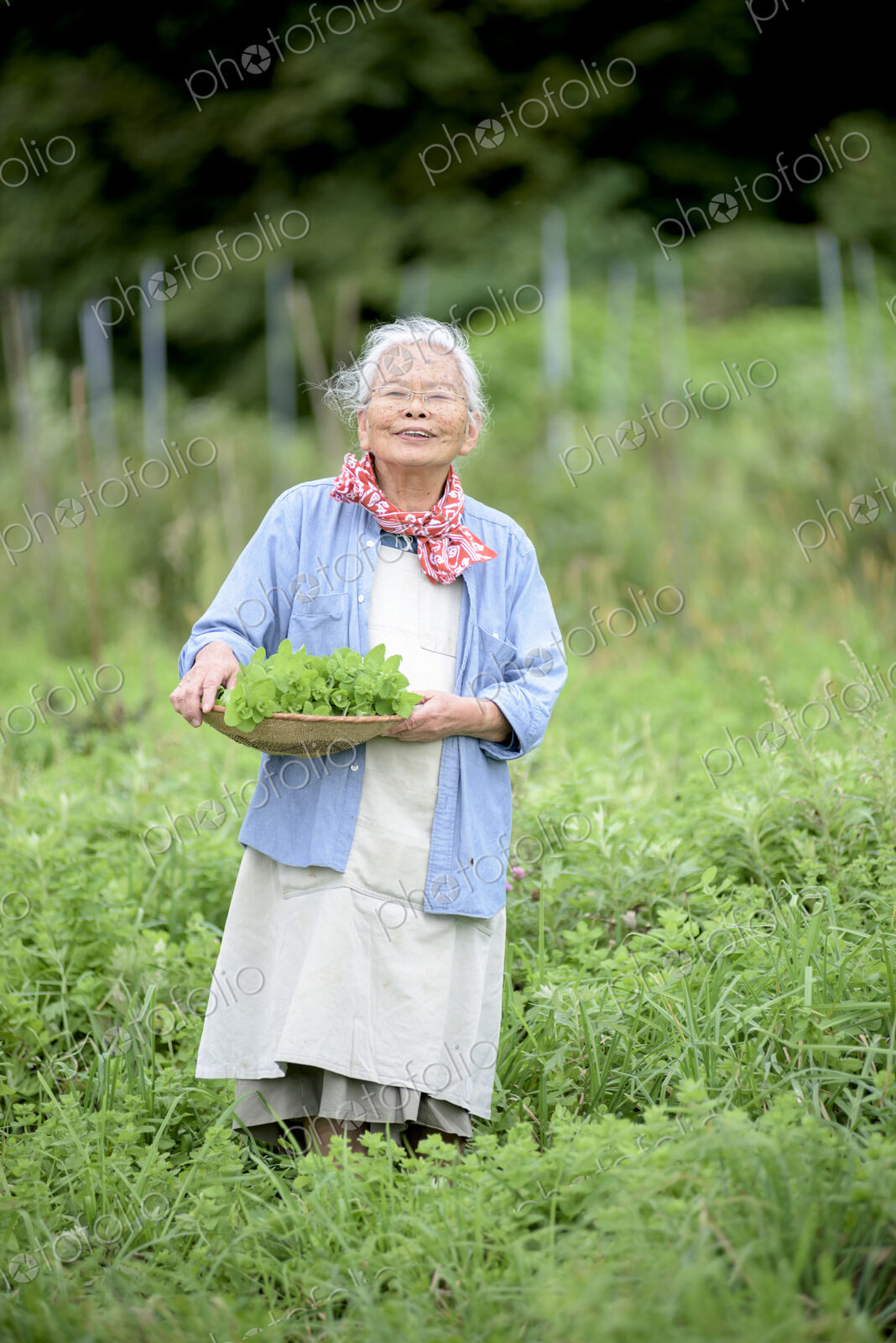 Elderly woman with grey hair standing in a garden, holding basket with fresh…