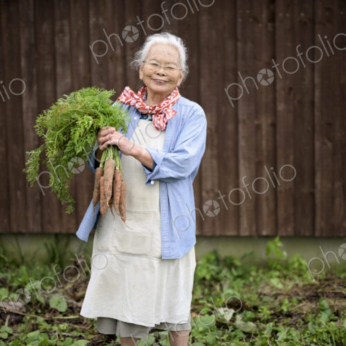 Elderly woman with grey hair standing in a garden, holding bunch of fresh carrots,…