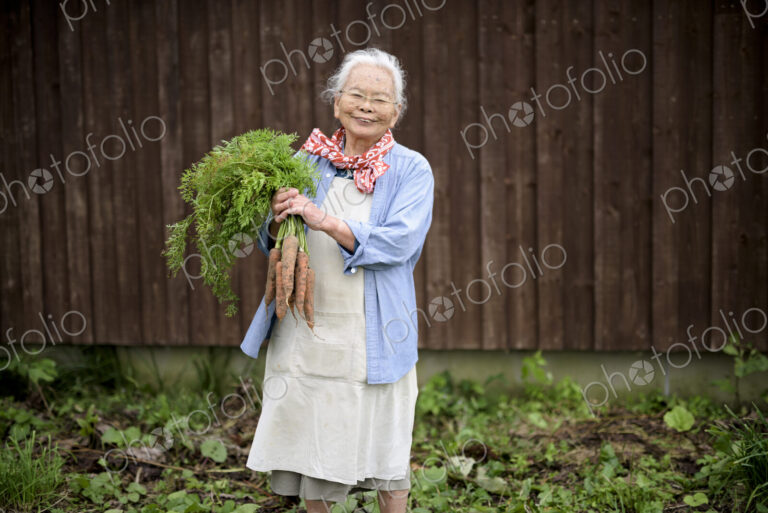 Elderly woman with grey hair standing in a garden, holding bunch of fresh carrots,…