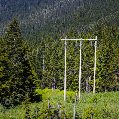 Electrical Lines running through the forest at Stevens Pass.